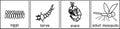 Coloring page with Mosquito life cycle. Sequence of stages of development of mosquito from egg to adult insect with titles